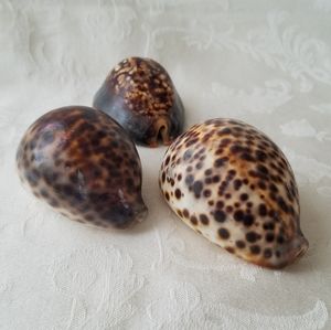 Three Natural Sea Shells